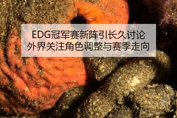 EDG冠军赛新阵引长久讨论 外界关注角色调整与赛季走向